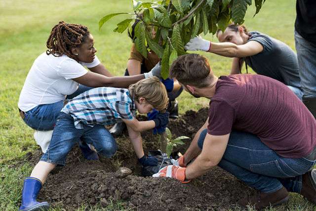 planting an avocado tree