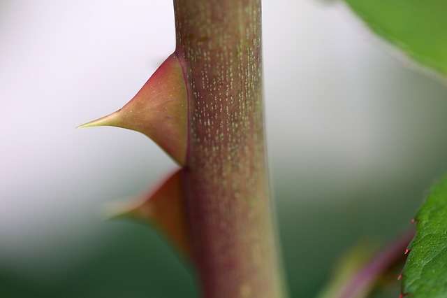 closeup of two thorns on a rose stem