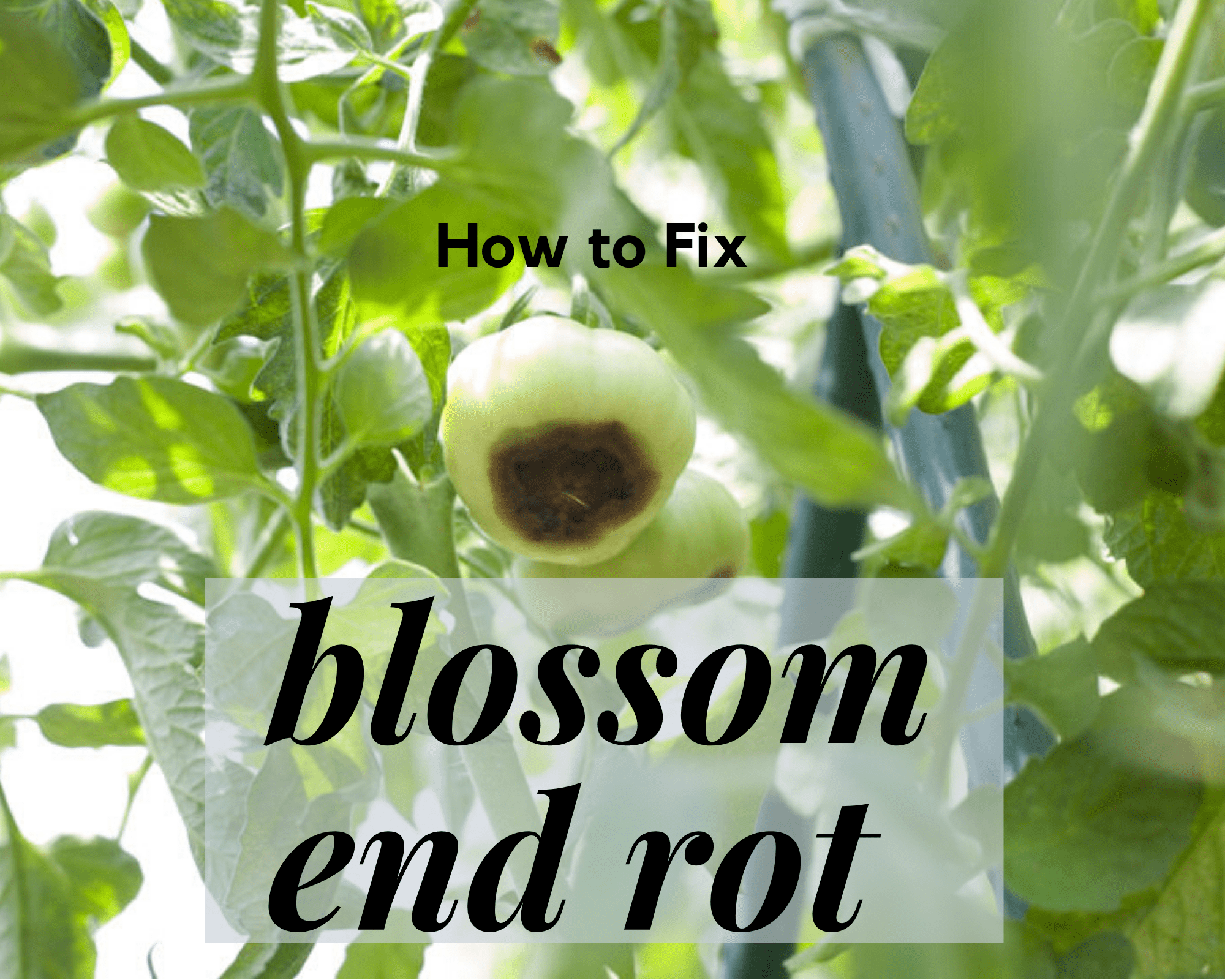 Blossom End Rot on Tomatoes: How to Fix it