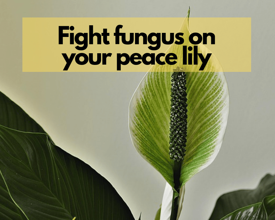 How to deal with peace lily fungus