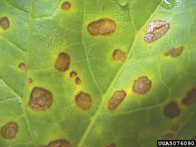 example of pumpkin disease Alternaria leaf blight
