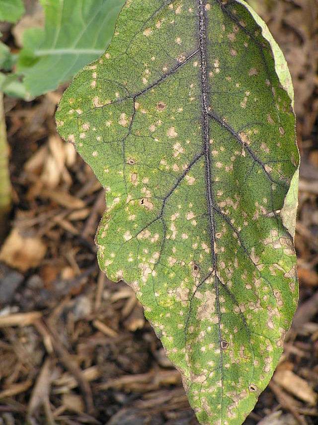 pumpkin disease Cercospora leaf spot