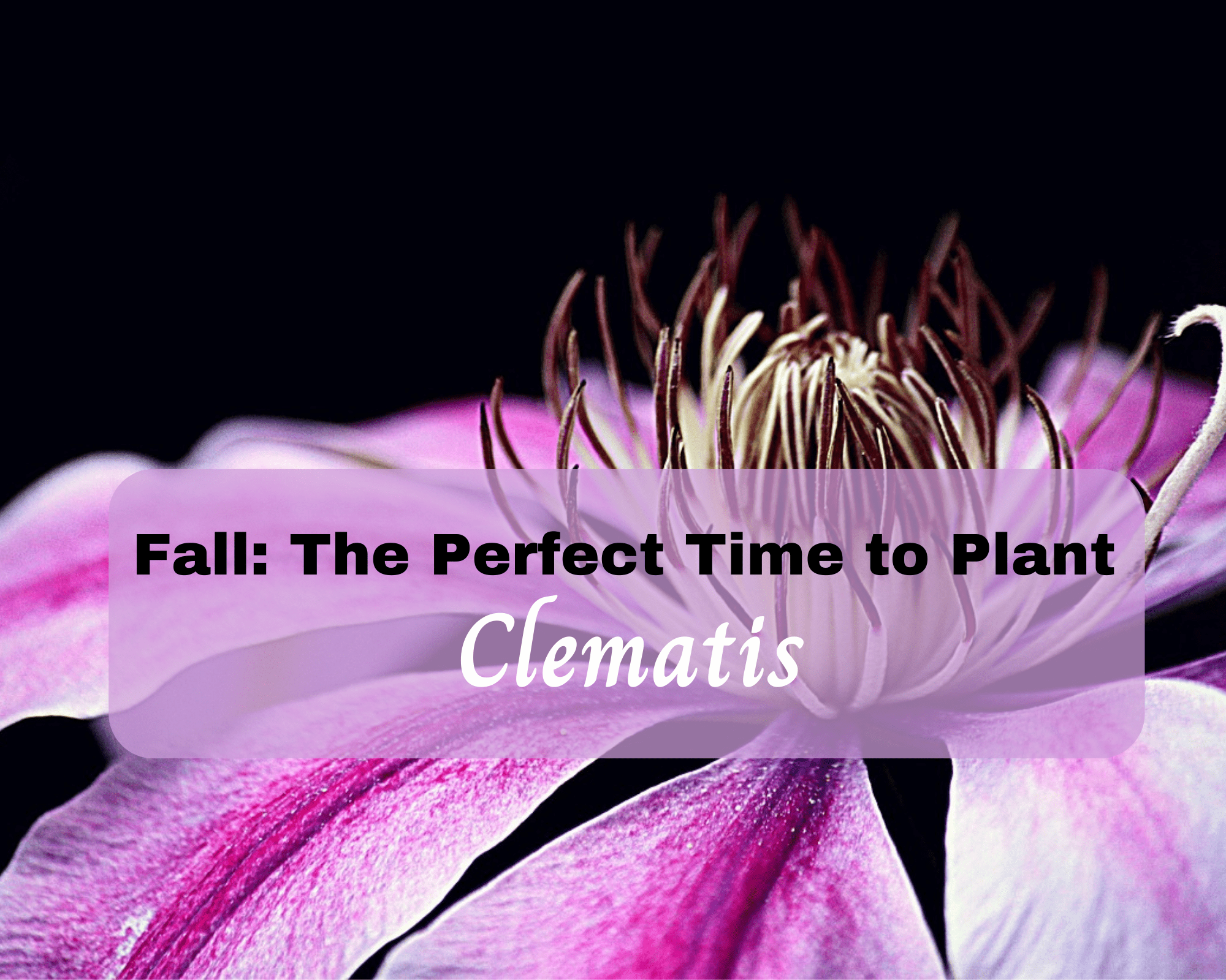 How to plant clematis this fall