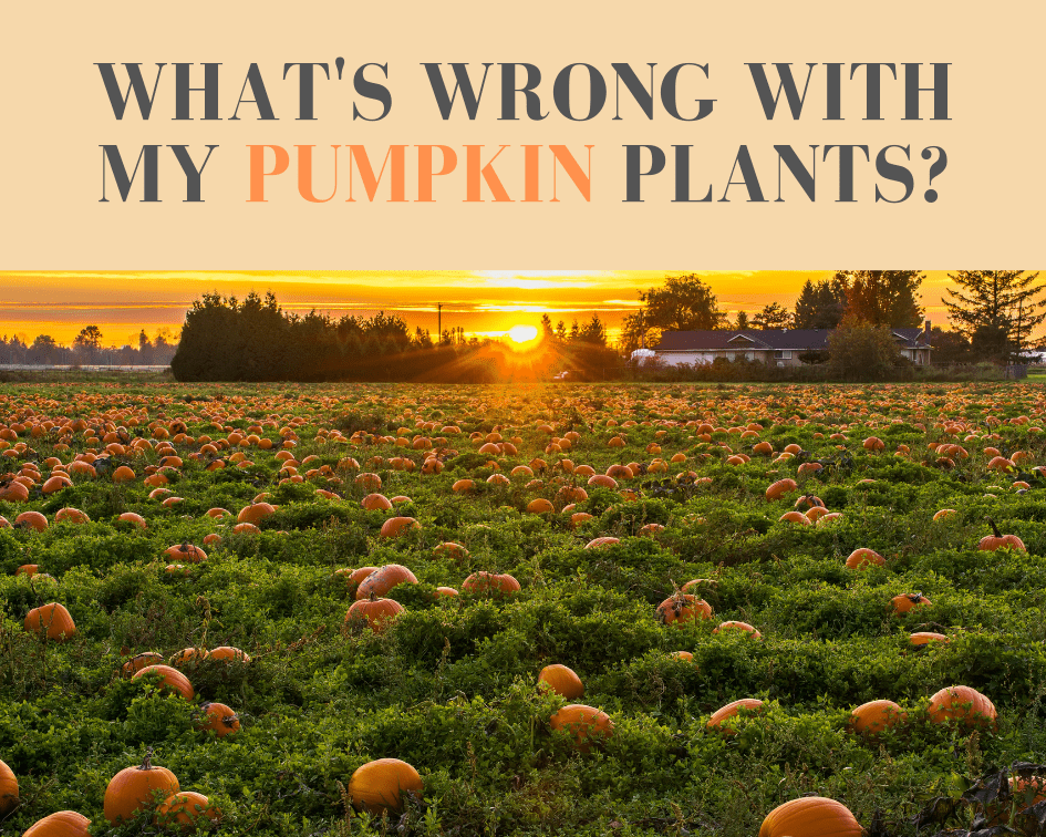 Guide to pumpkin plant diseases by symptom (with photos)