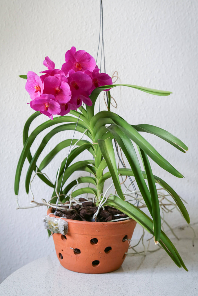 pink orchid in a vanda basket