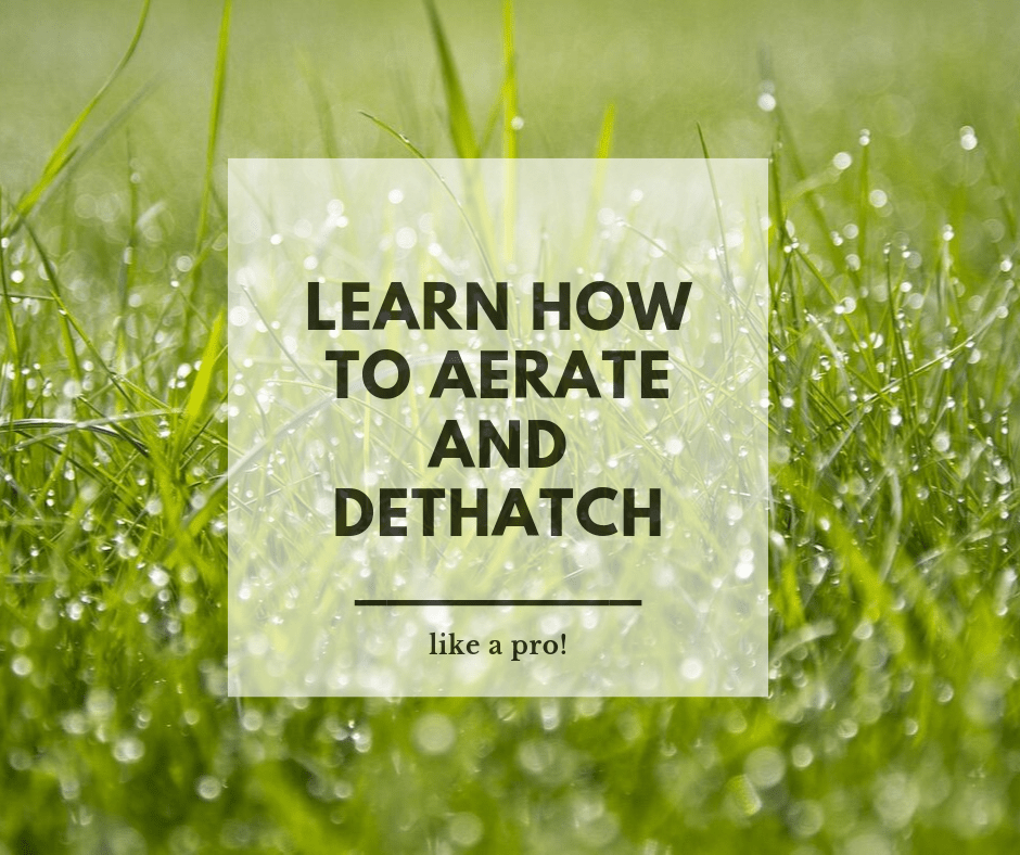 How to aerate and dethatch your lawn