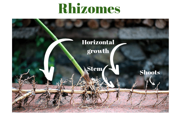bamboo grows from a rhizome