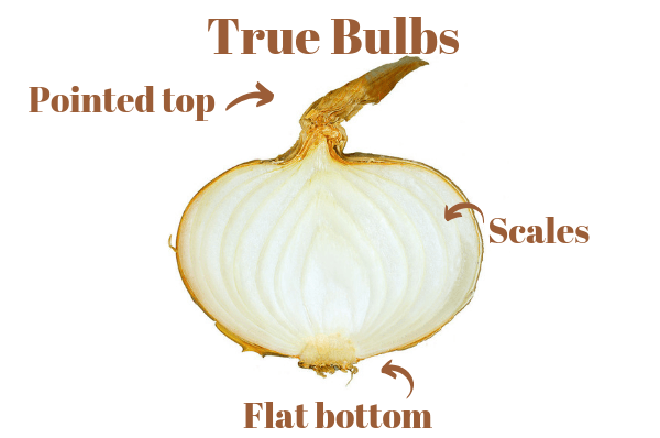 an onion is a true bulb