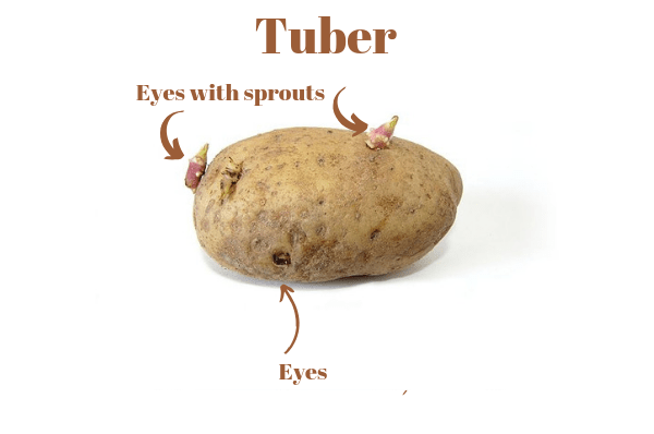 Potatoes are tubers
