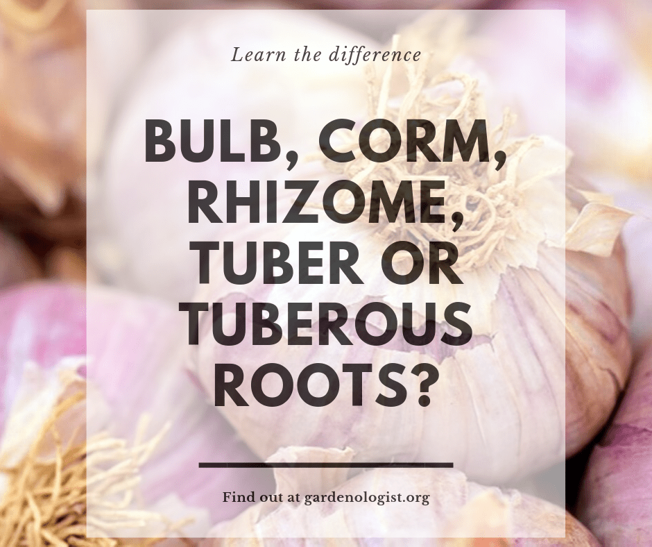 Bulbs, corm, rhizomes, tubers and tuberous roots. What’s the difference?