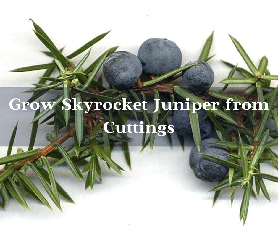How to Grow Skyrocket Juniper from a Hardwood Cutting