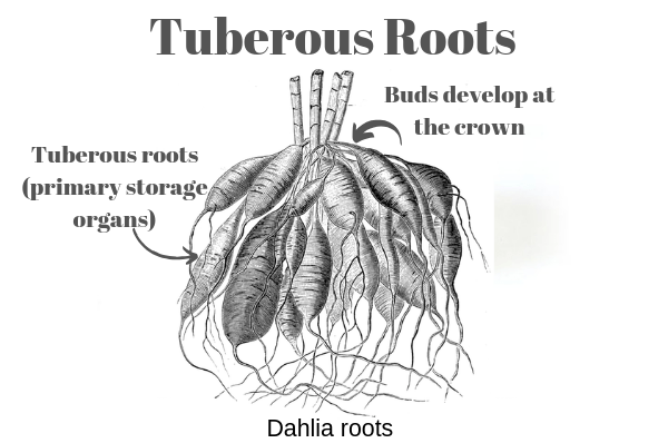 Dahlia tuberous root system