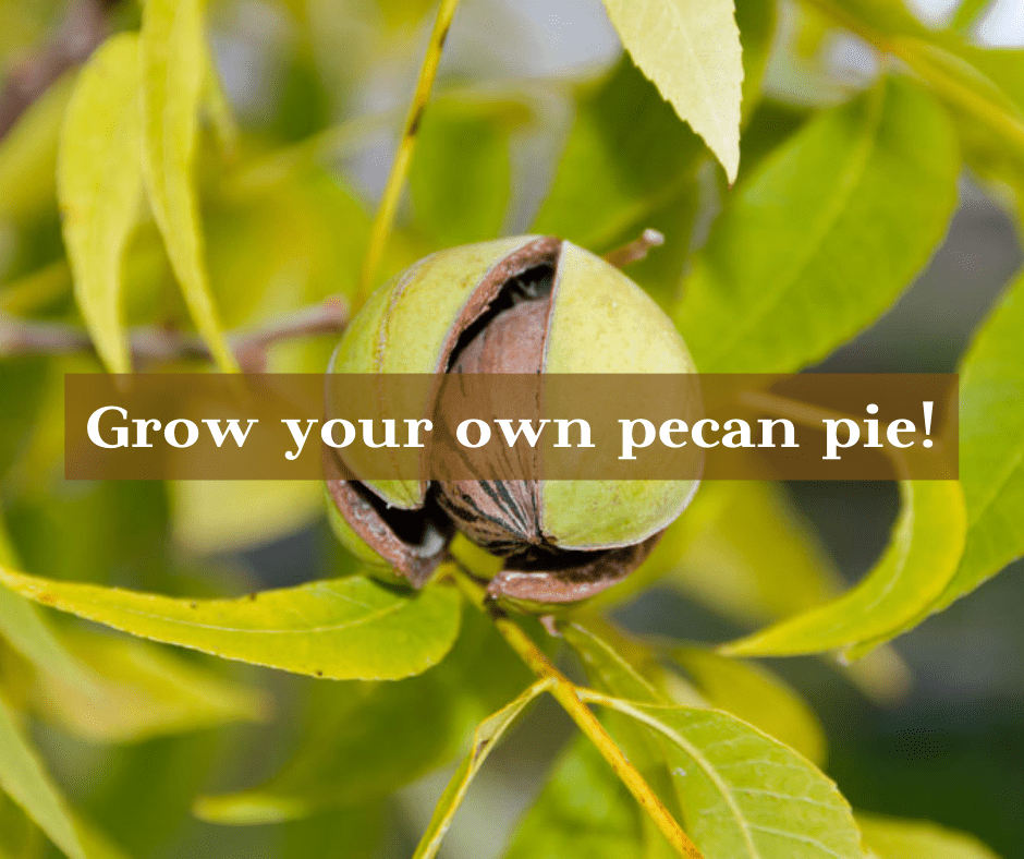 Tips for pecan tree care