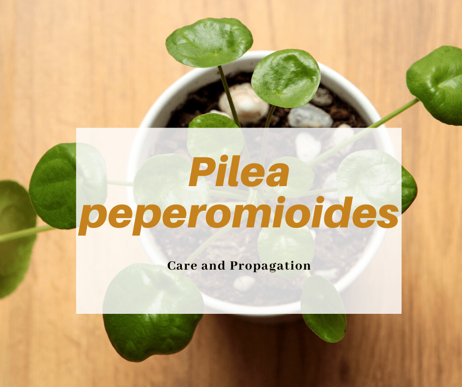 Pilea Propagation and Care
