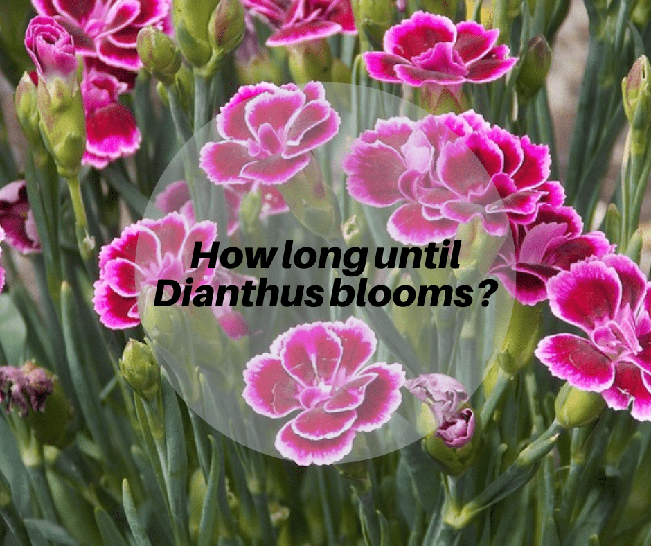 How Long do Dianthus Take to Flower from Seed?