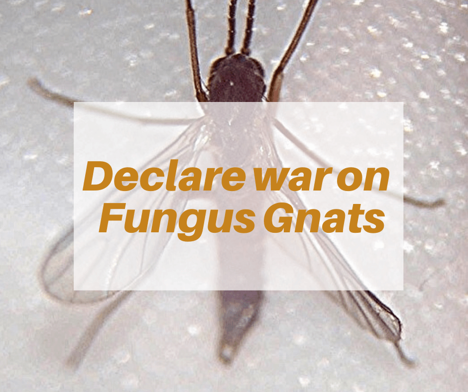 Get rid of fungus gnats on your houseplants