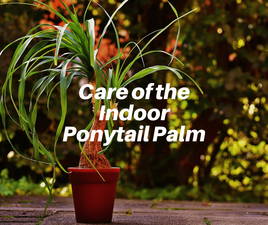 How do you Take Care of a Ponytail Palm Houseplant?