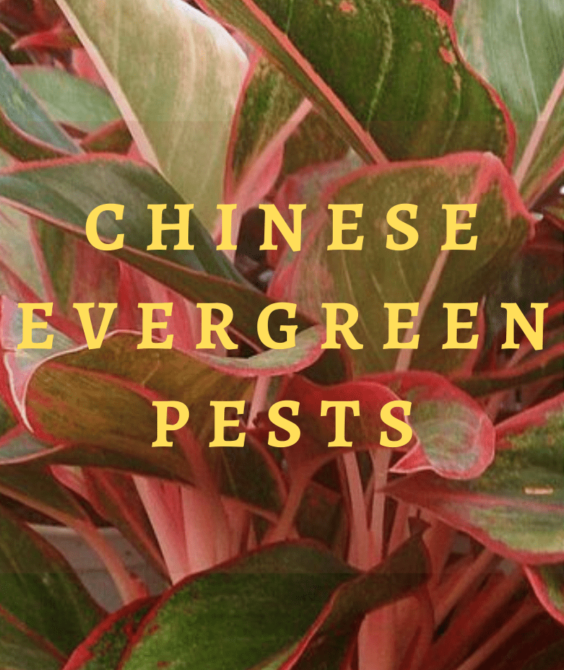 Get rid of Chinese Evergreen Pests