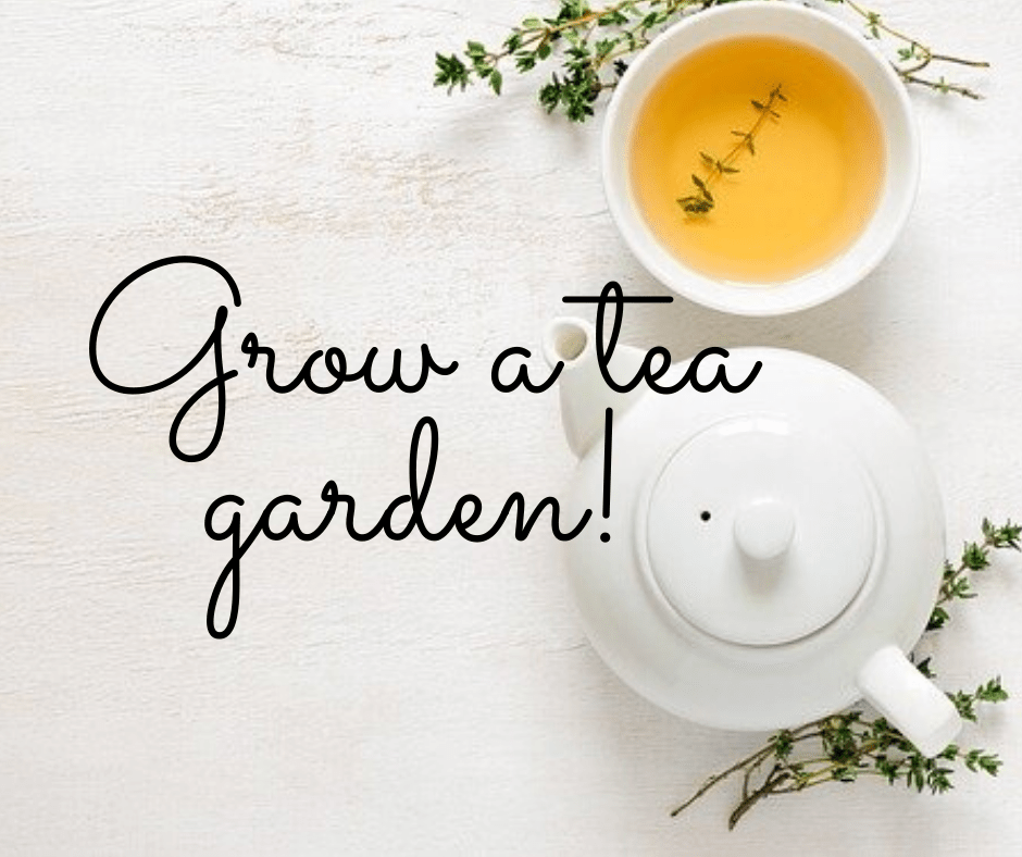 Love herbal tea? Grow a tea garden!