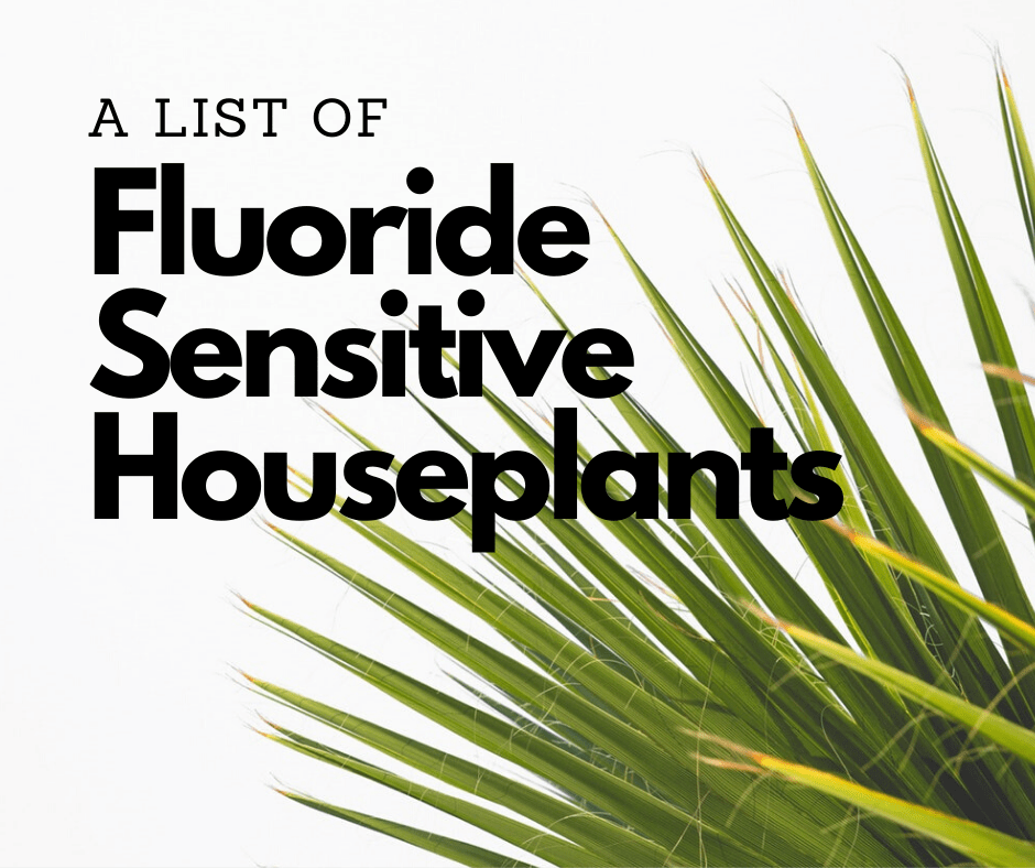 Which houseplants are sensitive to fluoride?