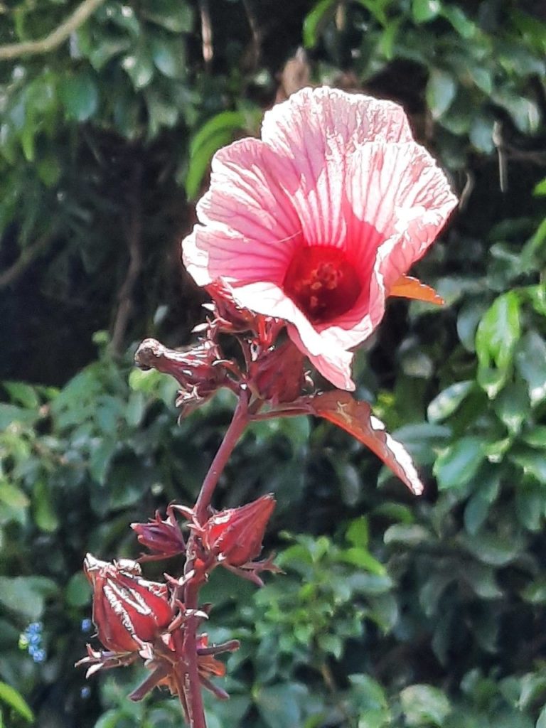 pink hibiscus sabdariffa flower