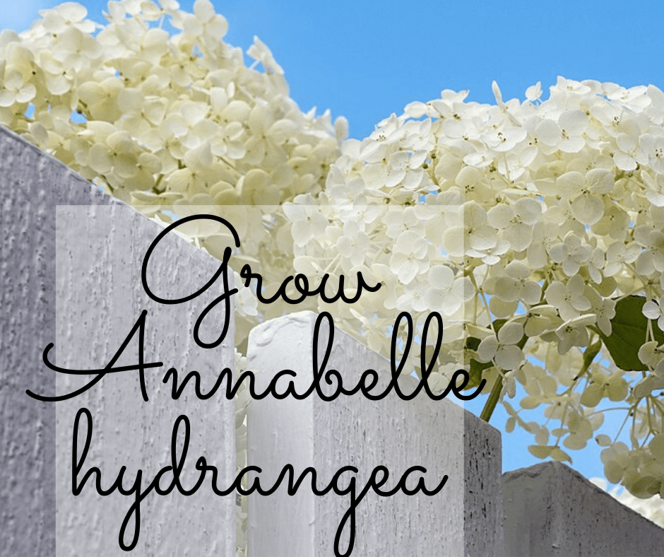 How to plant ‘Annabelle’ hydrangea