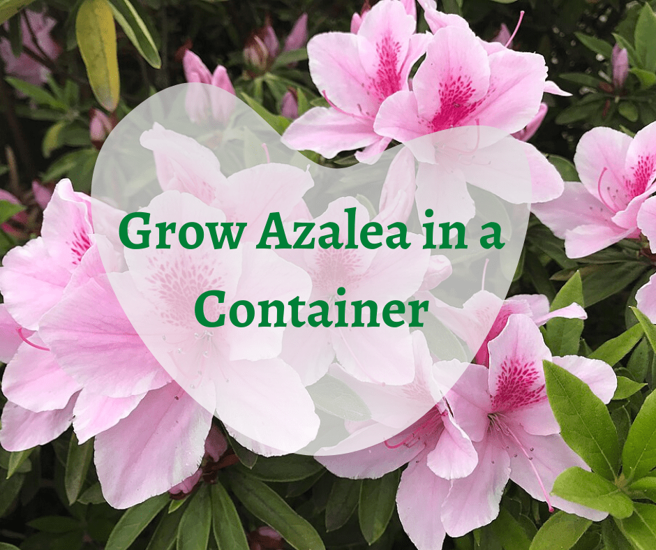 grow azalea in pot