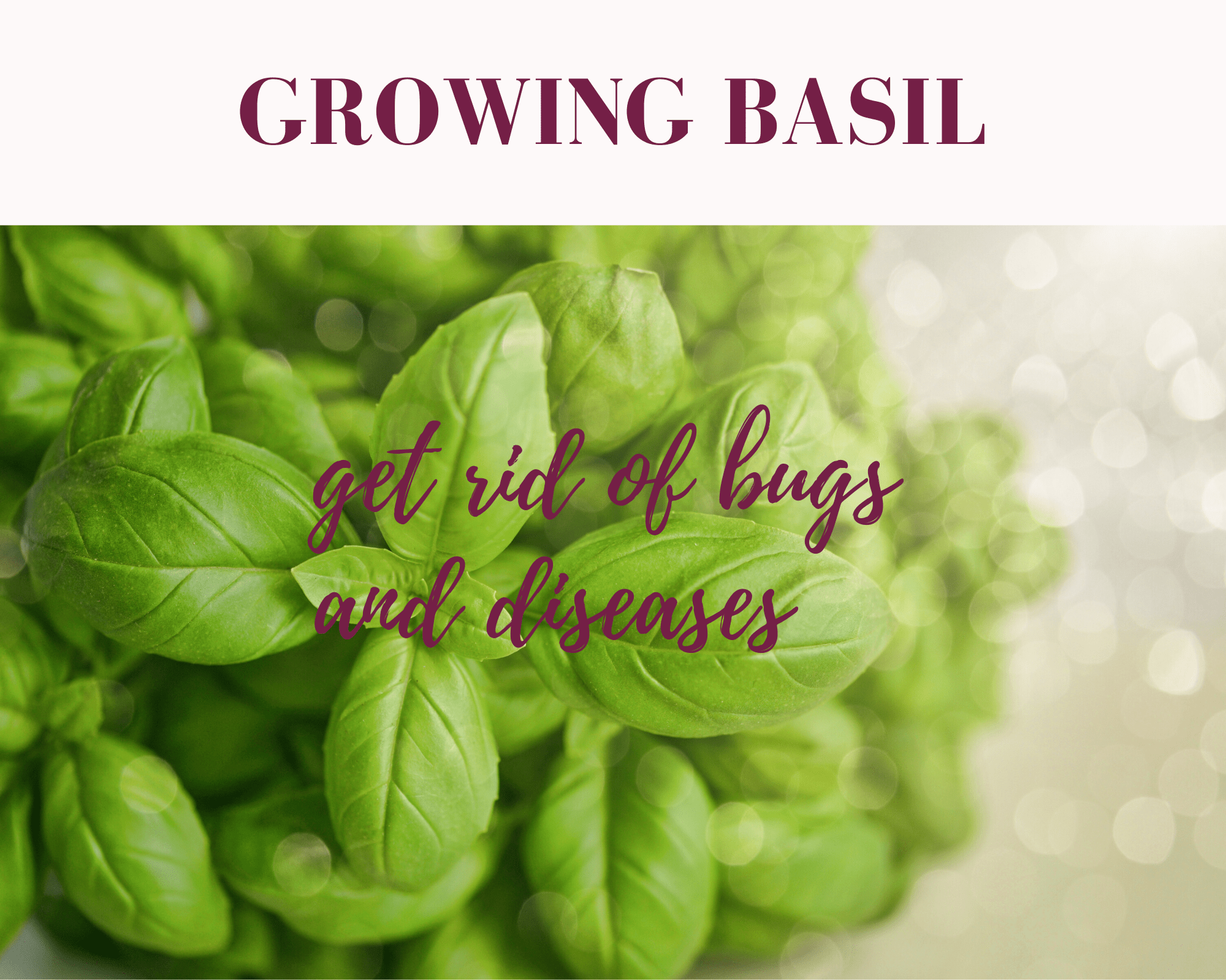 How to take care of basil plant problems