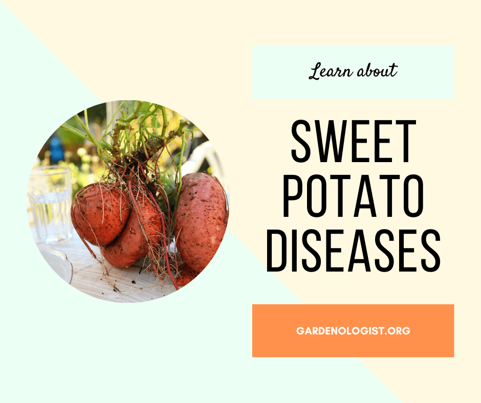 3 Common Sweet Potato Diseases (with Photos)
