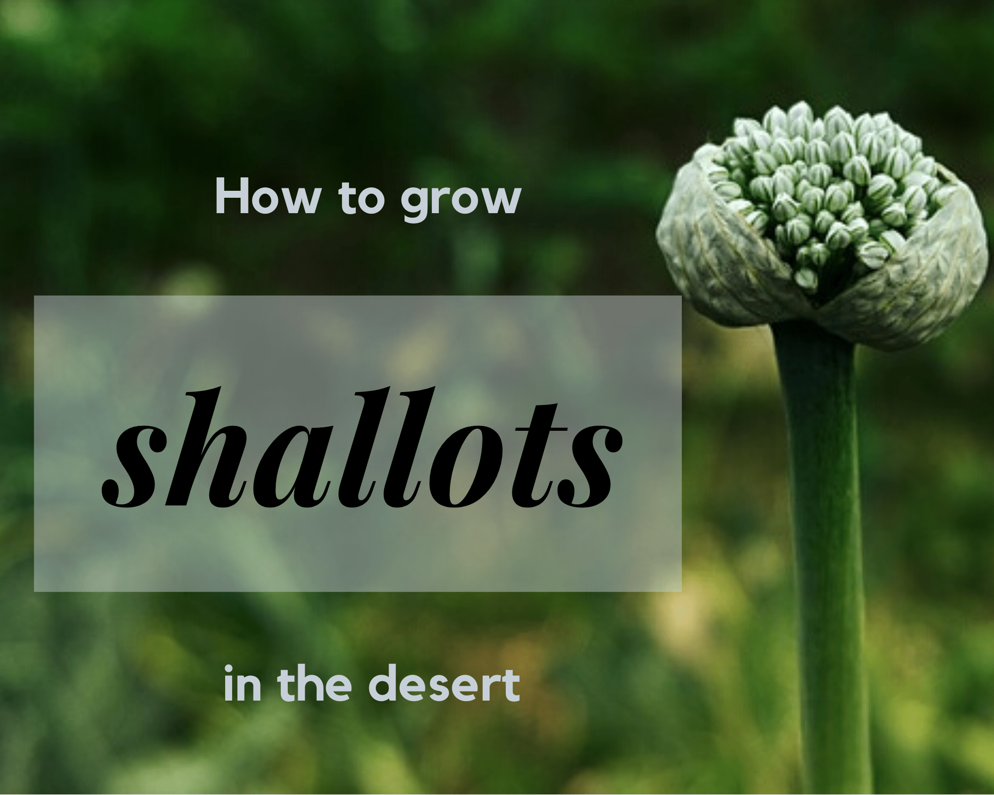 How to grow shallots in the desert southwest