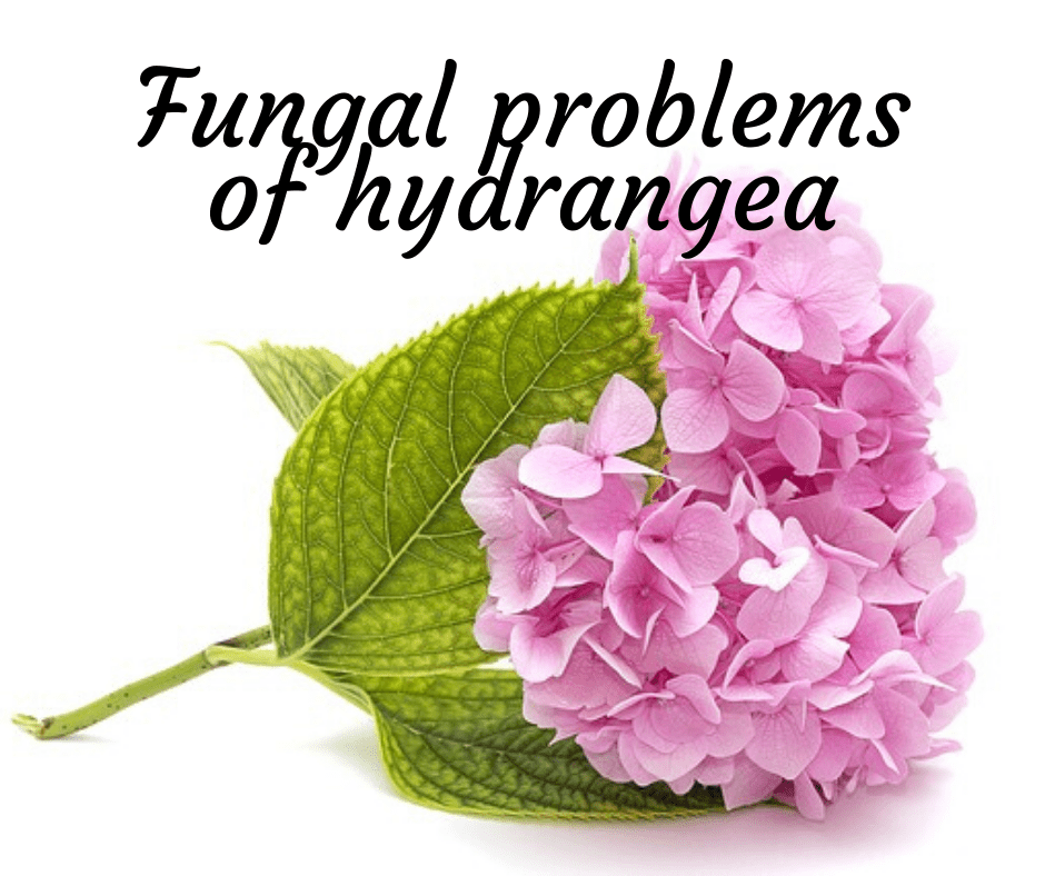 Fungus on Hydrangea? Let’s Fix That