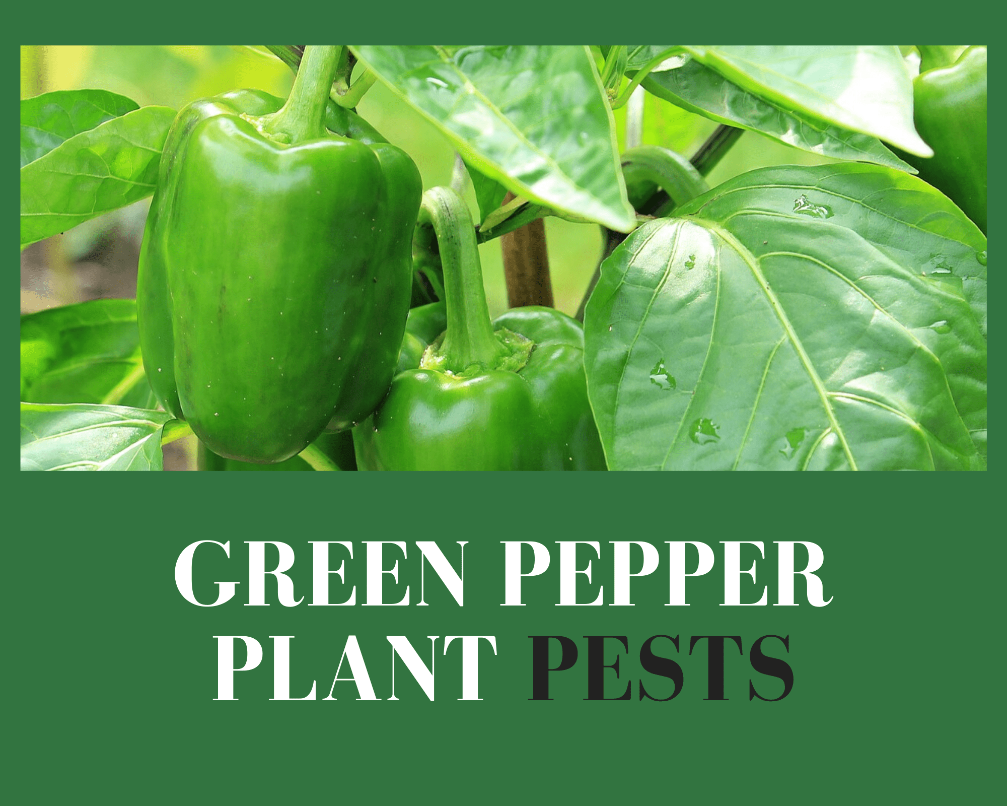 green pepper plants
