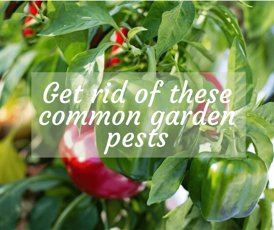 7 of the most common garden bugs and how to get rid of them