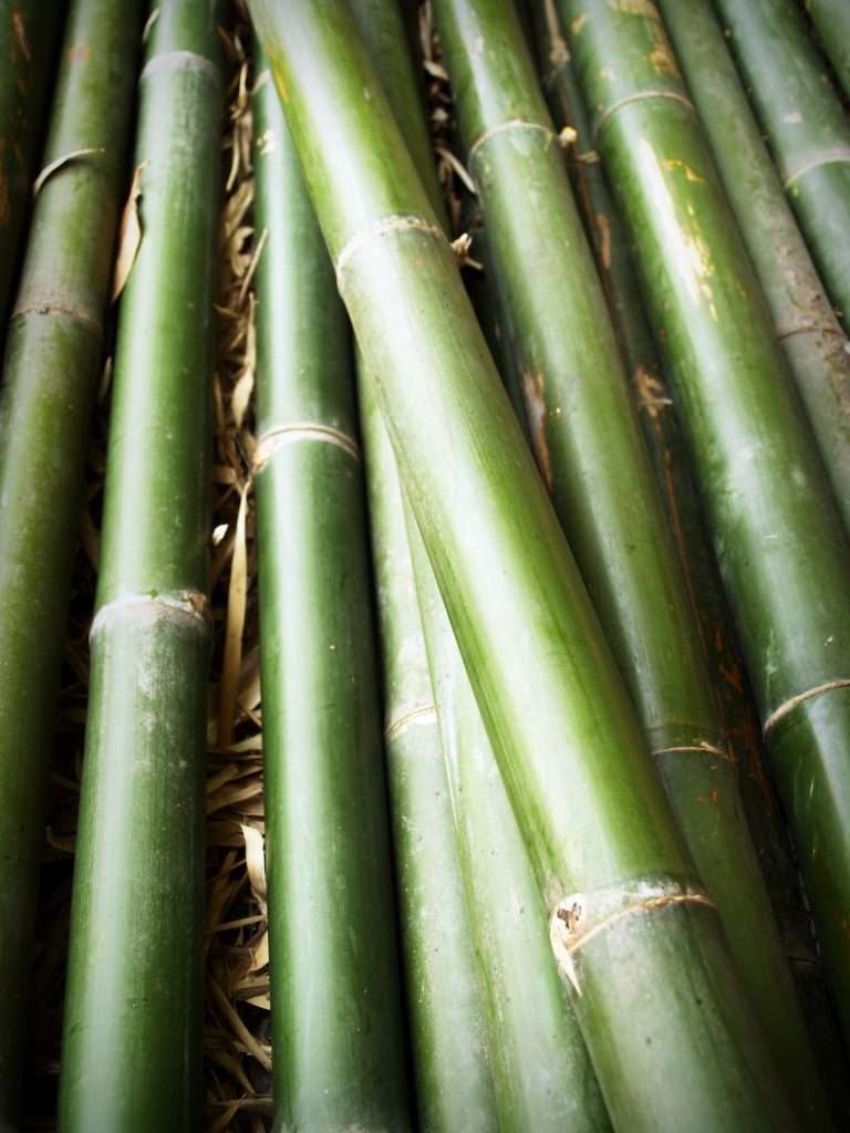 bamboo cuttings
