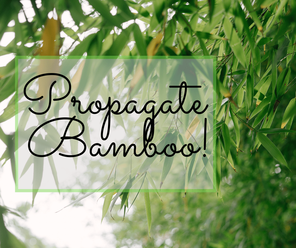How to propagate bamboo cuttings