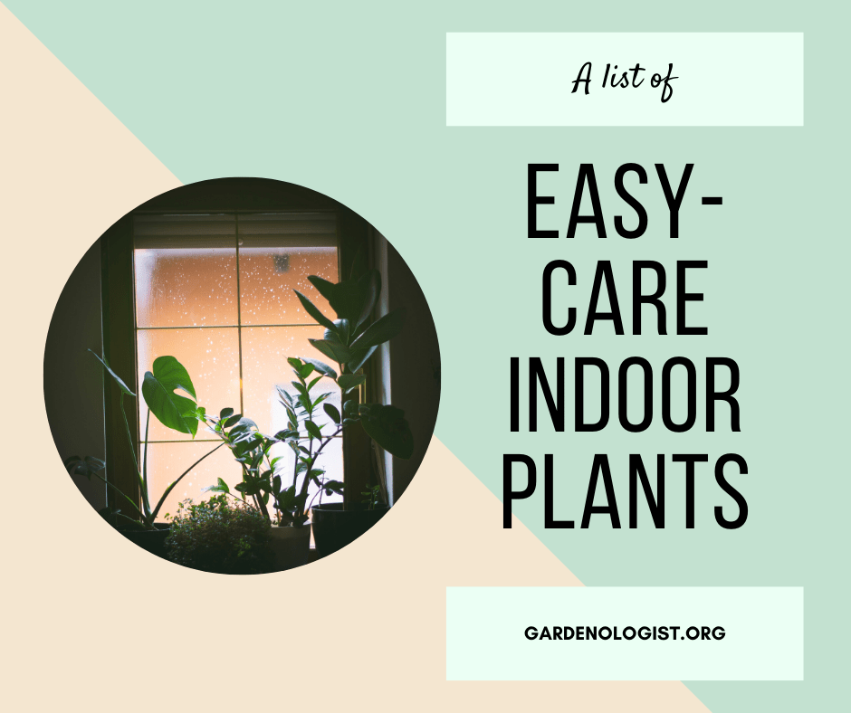 easy care indoor plants
