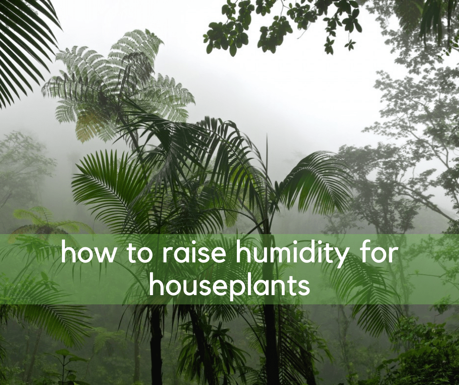 Ways to increase humidity for houseplants