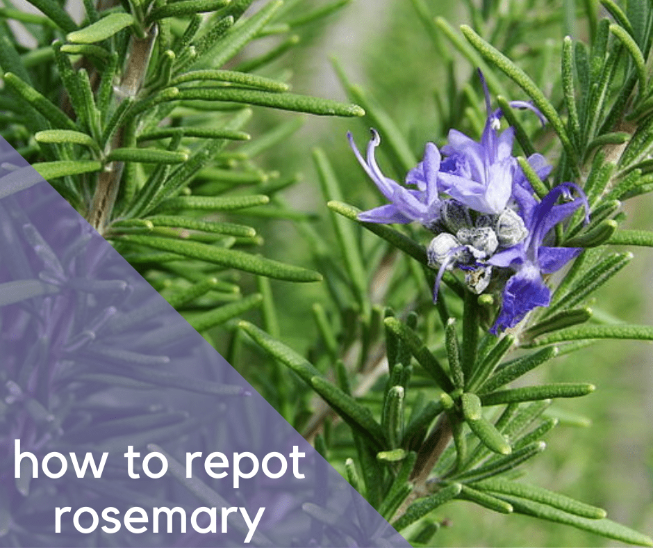 How to repot rosemary