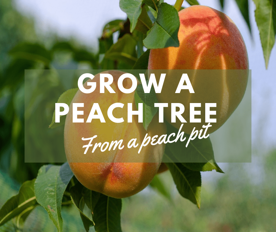 Grow a peach tree from a pit