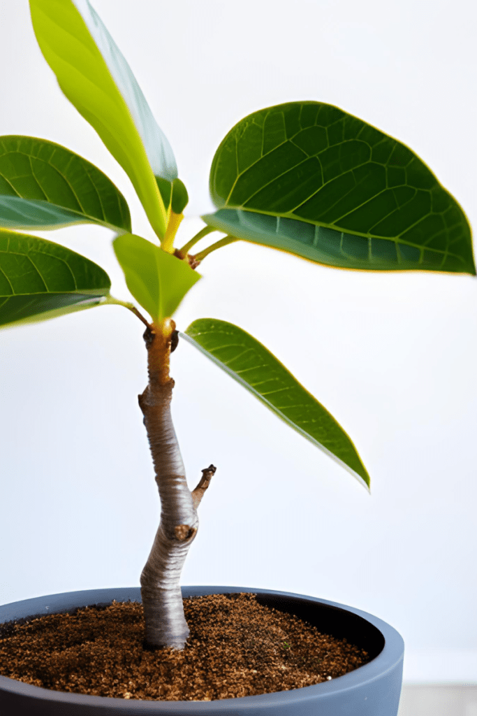 Young magnolia tree in a pot with soil