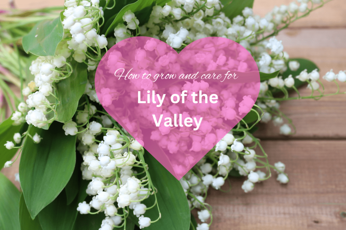 The Lily of the Valley: Planting and Care
