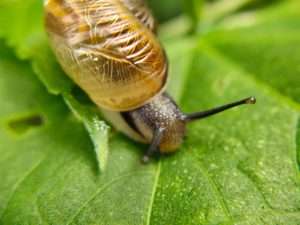 snail sitting on a leaf with head out of shell