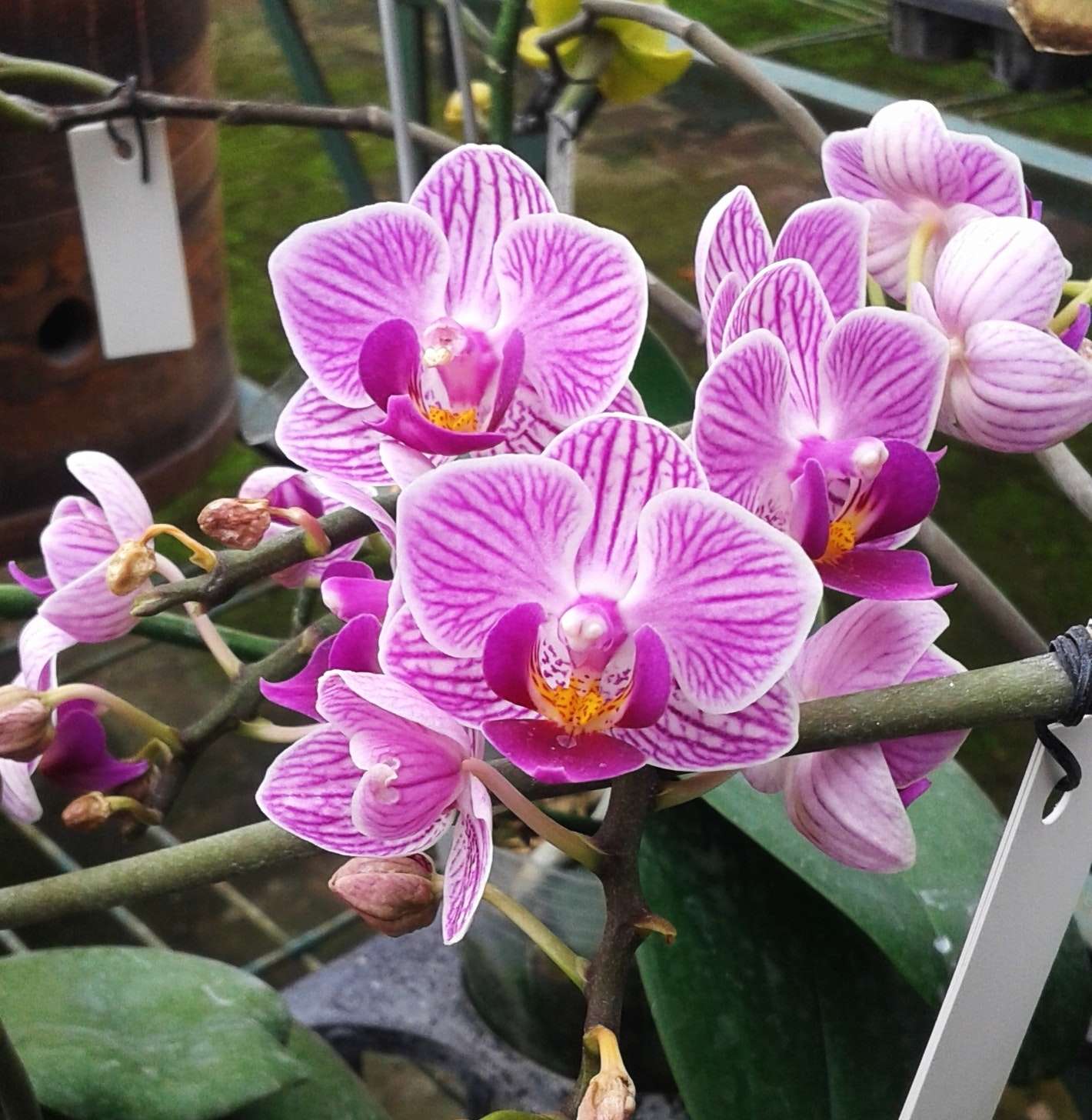 closeup of a spray of purple vanda orchids