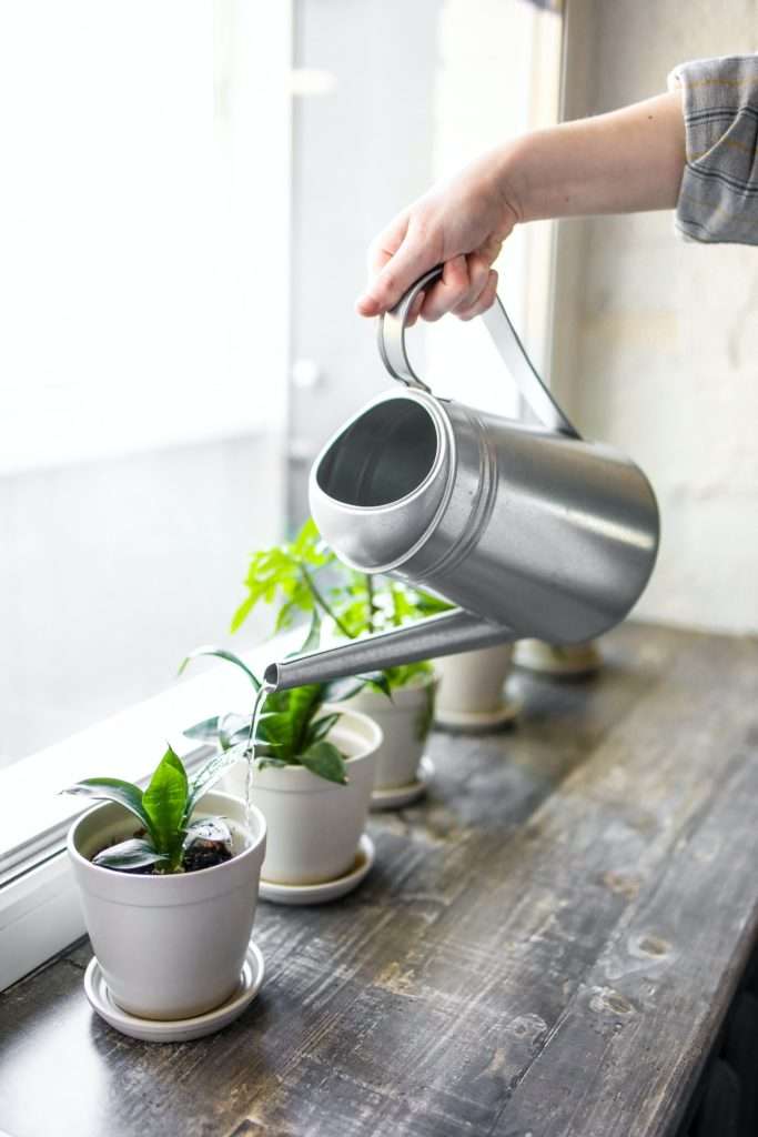 hand holding a silver watering can watering a small plant in a white pot.