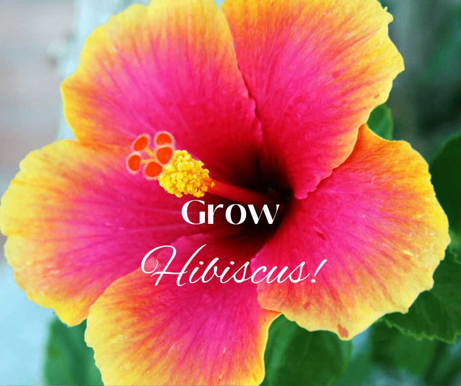 How to Grow Hibiscus: A Complete Guide