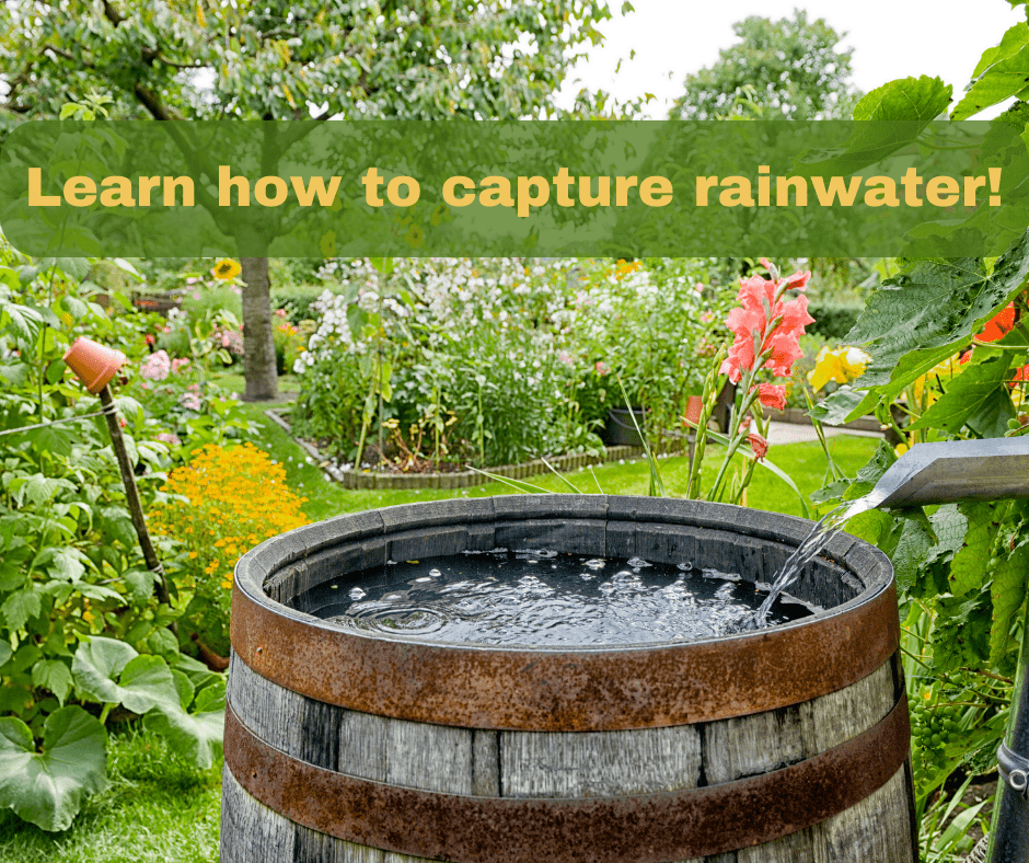 barrel to save rainwater set in a beautiful garden.