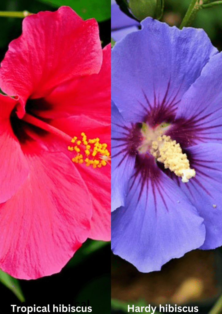 red tropical hibiscus on left and purple hardy hibiscus on right