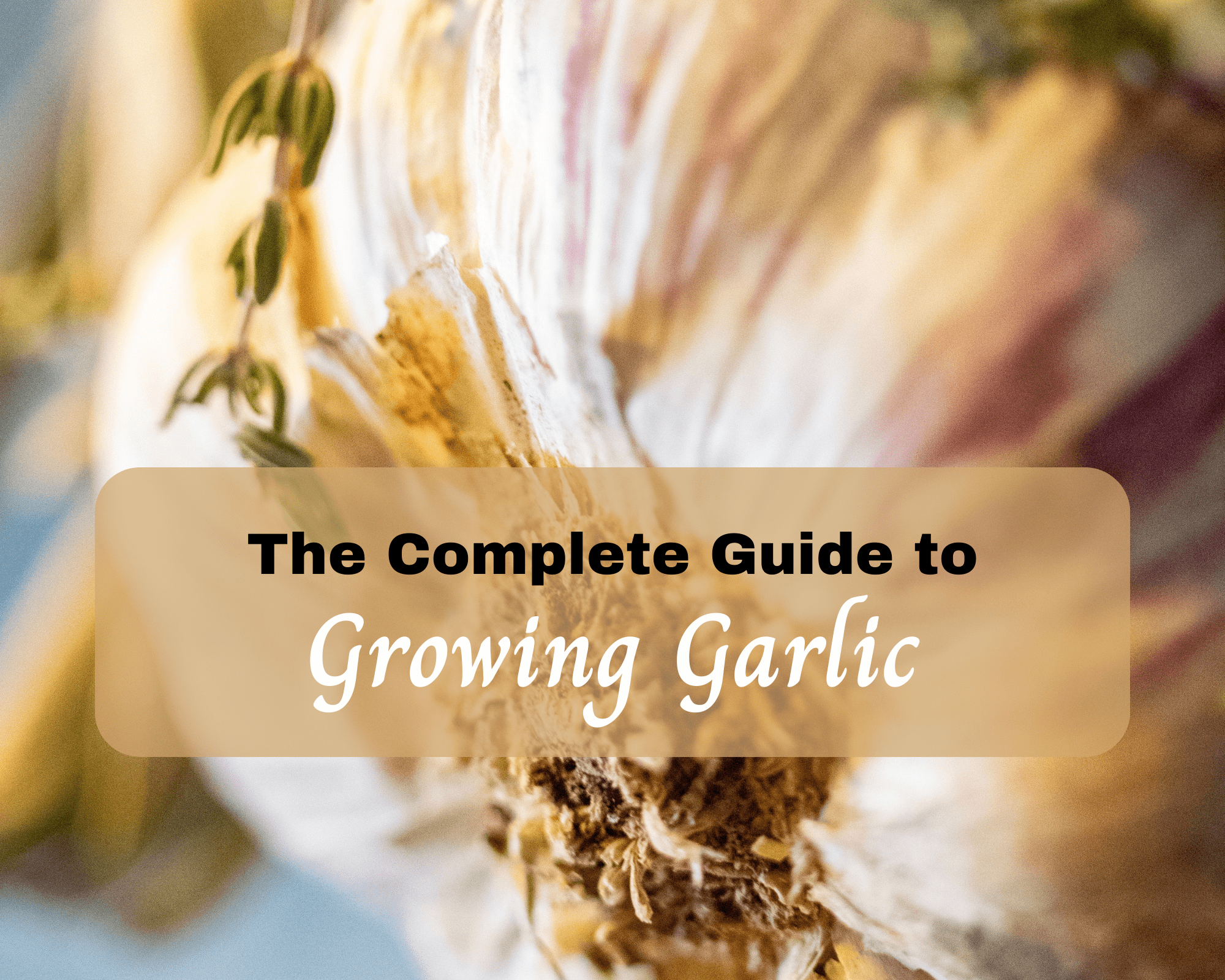 How to Grow Garlic: From Planting to Growing to Harvesting