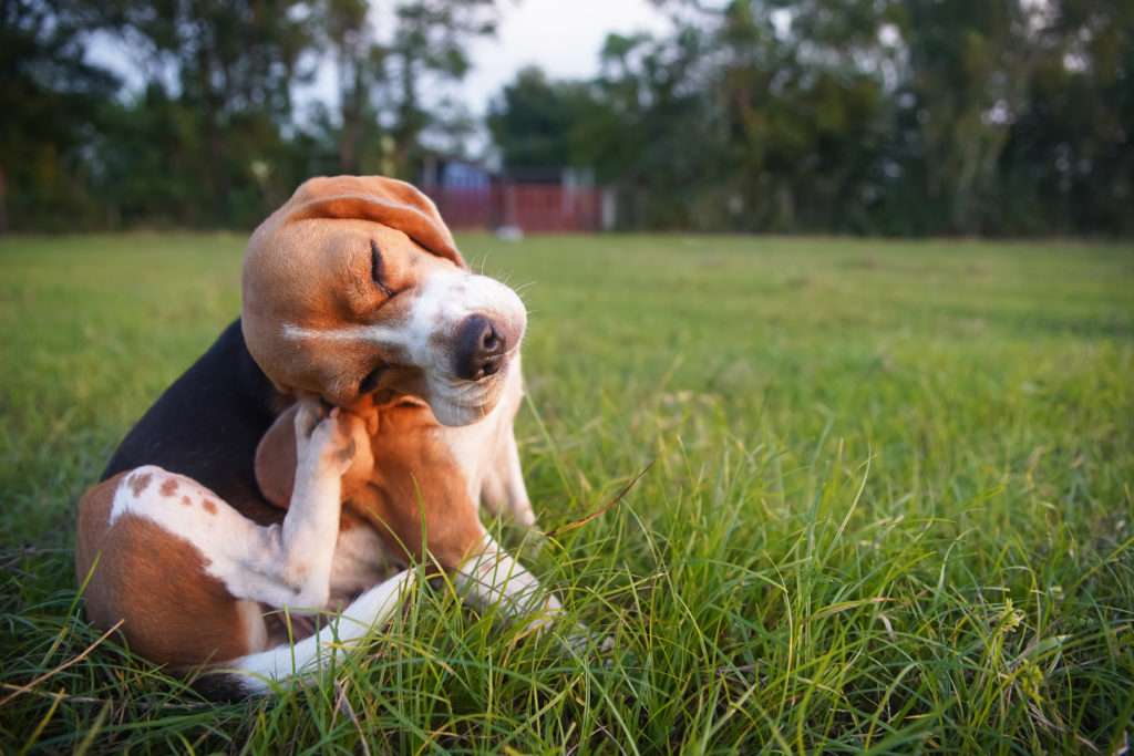 beagle scratching fleas