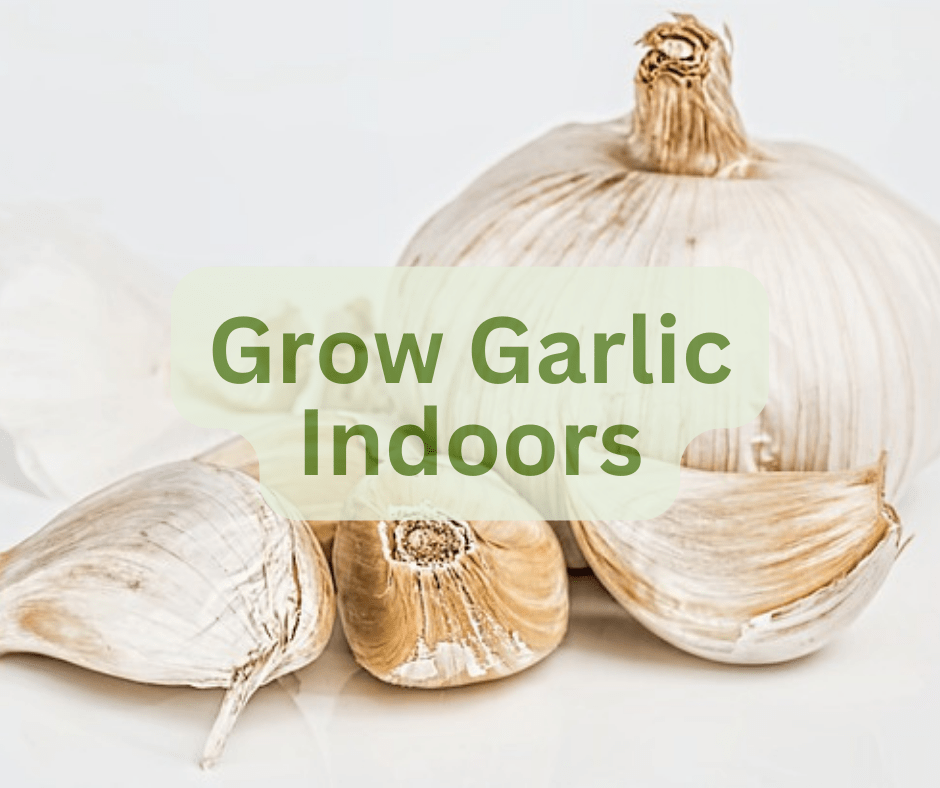 How to Grow Garlic Indoors